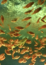 �������԰���ϵ��1v3��